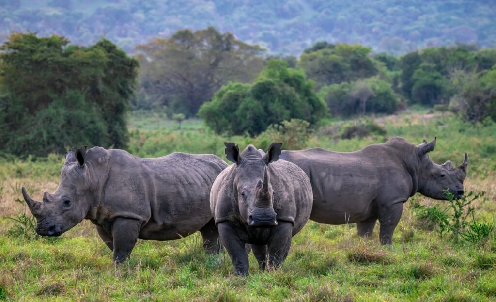 Akagera National Park - EastLens Safaris (1)