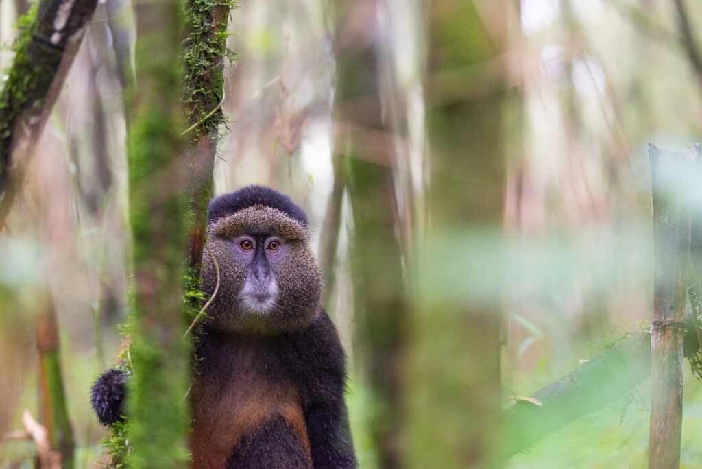 Rwanda Primate Tours