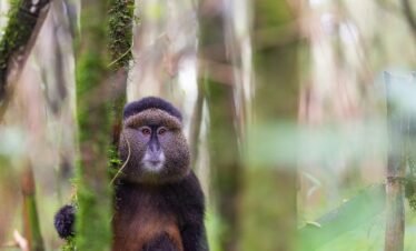 Rwanda Primate Tours
