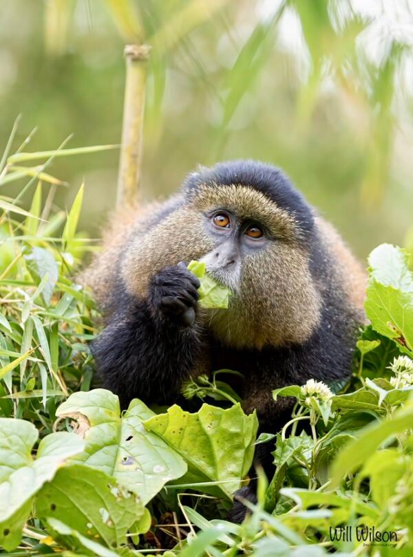 Golden Monkey Trekking Rwanda