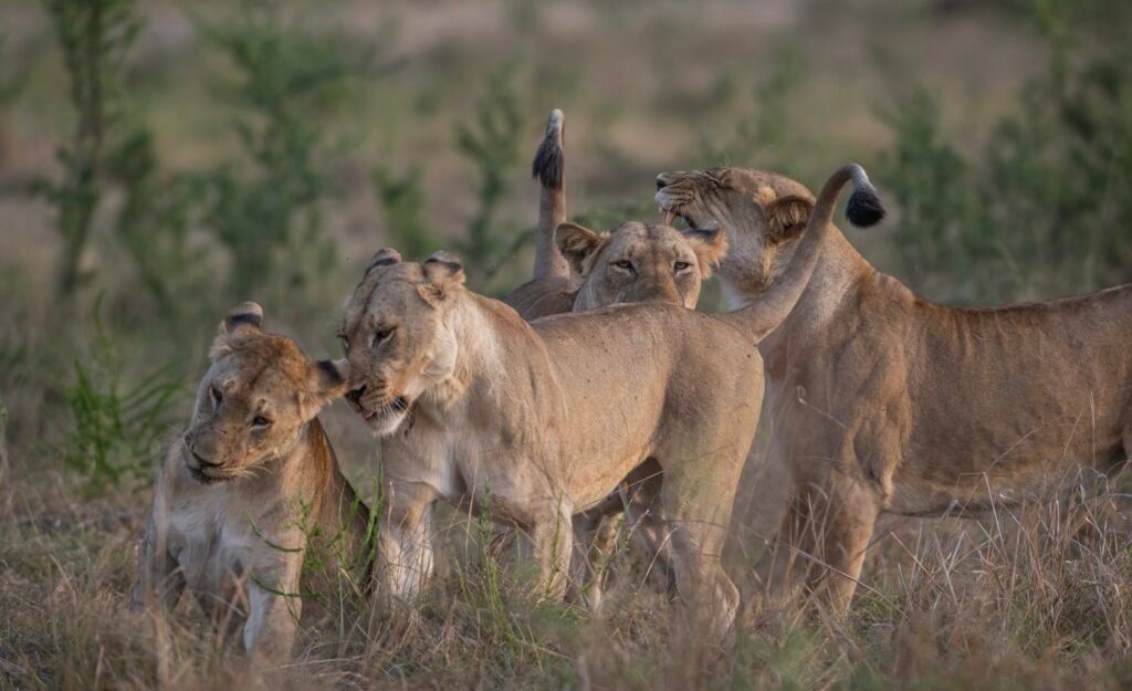 Akagera National Park - EastLens Safaris (4)